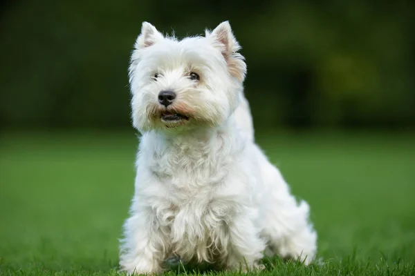 Batı İskoçya beyaz teriyer köpeği — Stok fotoğraf