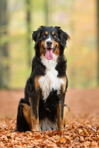 Anjing Berner Sennenhund — Stok Foto