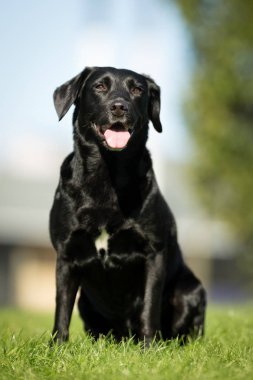 Labrador retriever köpek
