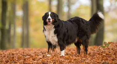 nın sennenhund köpek