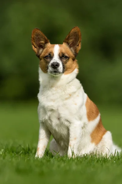 Perro de raza mixta — Foto de Stock