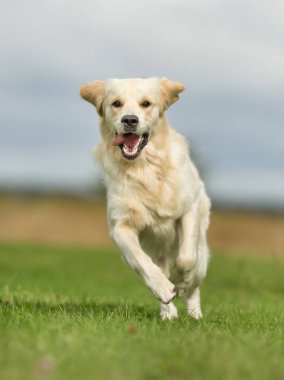 Beyaz Golden Retriever köpek