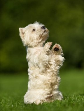Batı İskoçya beyaz teriyer köpeği