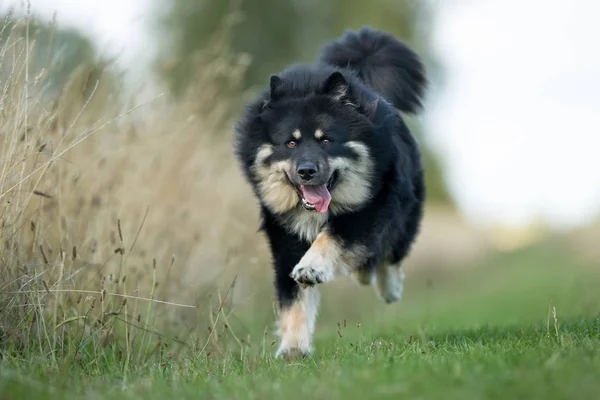 핀란드 lapphund 개 — 스톡 사진