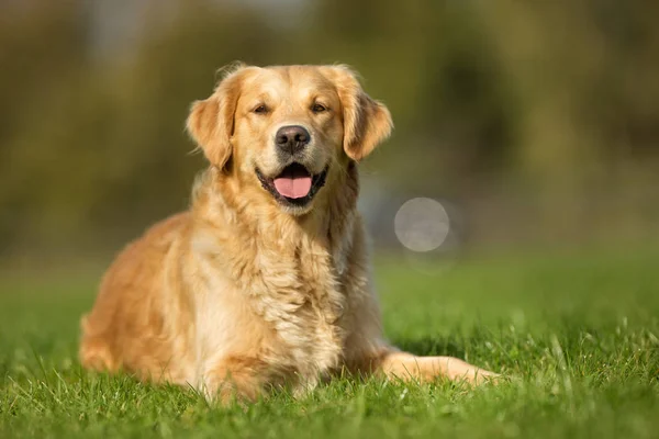 Golden retriever hund — Stockfoto