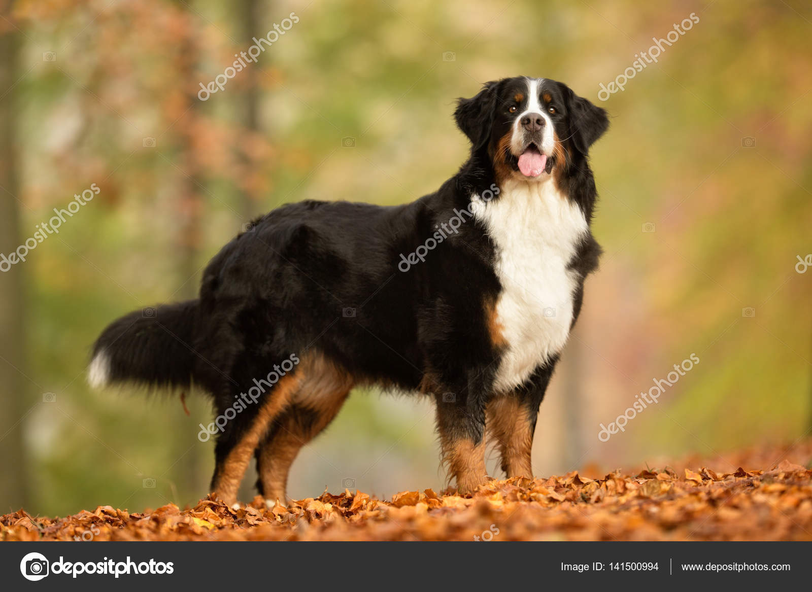 Berner Sennenhund Dog — Stock Photo © Bigandt #141500994