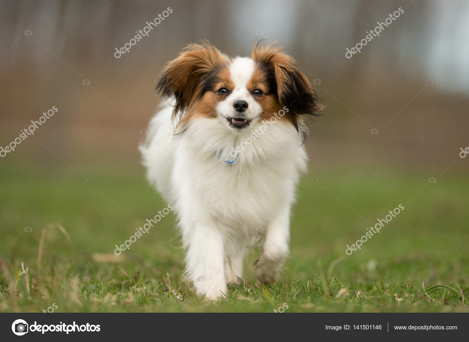 Chien Cavalier King Charles Spaniel Photographie Bigandt