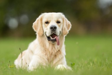 Gülümseyen beyaz Golden Retriever köpek