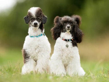 Cüce Harlekin kaniş köpekler