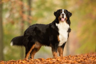 nın sennenhund köpek
