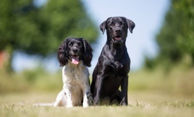 siyah av köpeği