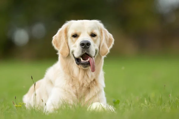 ยิ้มสีขาวทอง Retriever สุนัข — ภาพถ่ายสต็อก