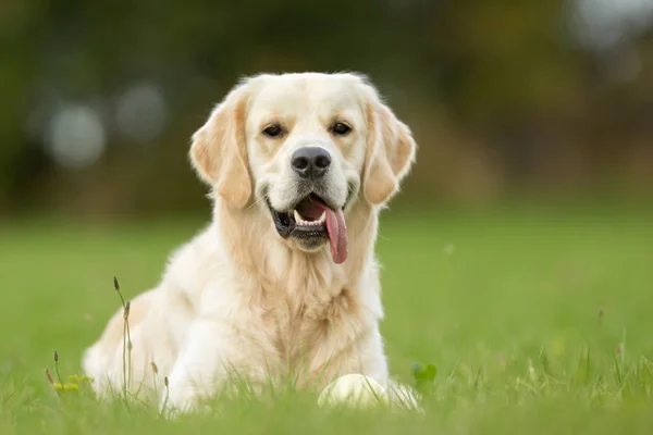 Smiling White Golden Retriever Dog — Fotografie, imagine de stoc