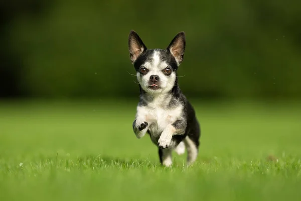 Chihuahua cane su erba — Foto Stock