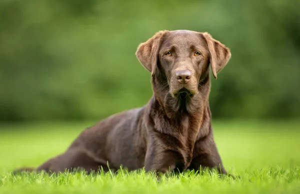 Labradorský retrívr pes — Stock fotografie