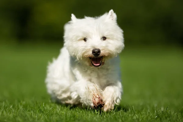 Δυτικό ορεινό λευκό τεριέ σκυλί — Φωτογραφία Αρχείου