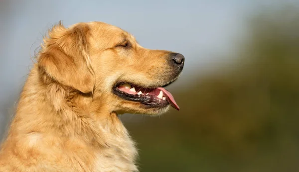 Golden retriever cão — Fotografia de Stock