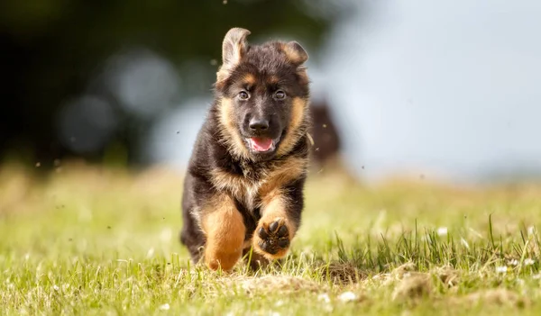 Чёрная охотничья собака — стоковое фото
