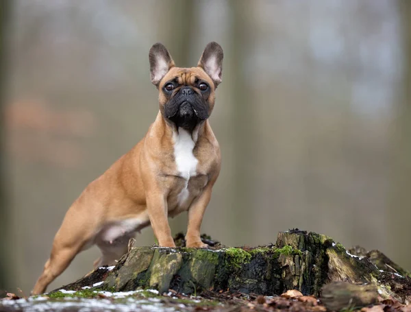 Perro de caza negro —  Fotos de Stock