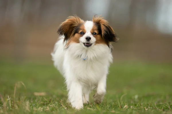 Cavalier kuningas Charles Spaniel koira — kuvapankkivalokuva