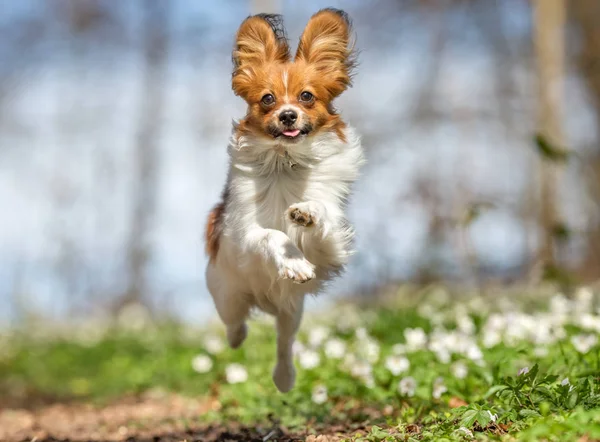 Terrier hund i løbet af foråret - Stock-foto