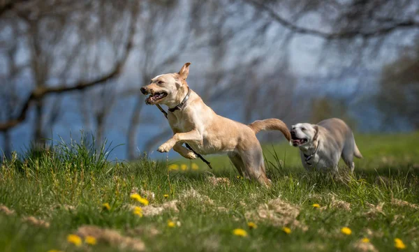 Две собаки-лабрадора — стоковое фото