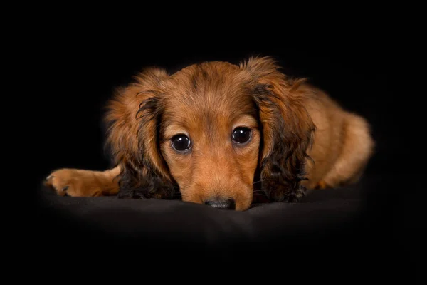 Młody pies jamnik długowłosy — Zdjęcie stockowe