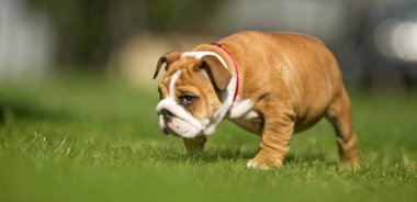 Kahverengi ve beyaz paspas köpek