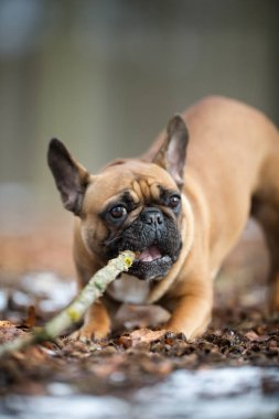 Oldukça safkan köpek