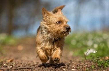 Terrier köpek bahar sırasında