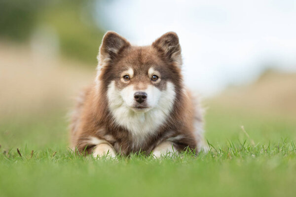 Finnish Lapphund Dog