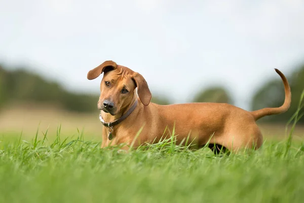 Brązowy pies na zewnątrz w lecie — Zdjęcie stockowe