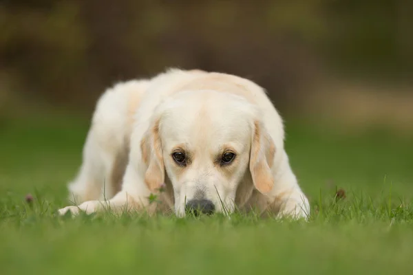 Perro blanco Golden Retriever —  Fotos de Stock