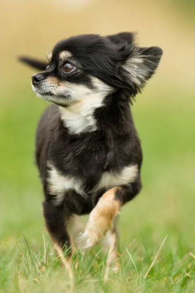 Na zewnątrz pies chihuahua — Zdjęcie stockowe