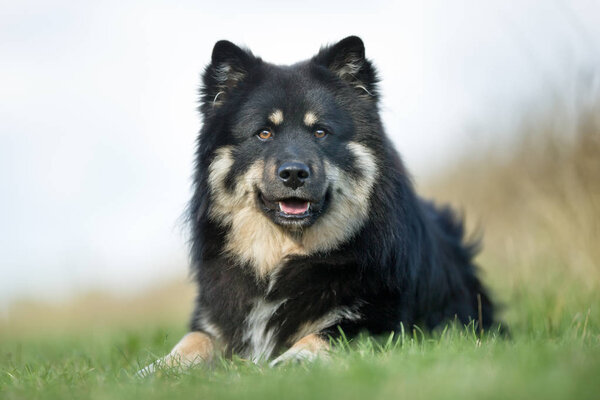 Finnish Lapphund Dog