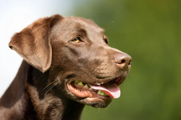 Labrador cane da recupero — Foto Stock