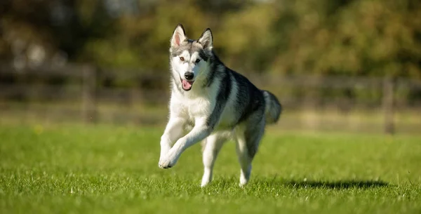 Alaskan Malamute Dog — Stock Photo, Image