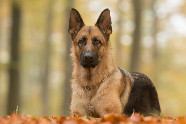 Cão pastor alemão — Fotografia de Stock