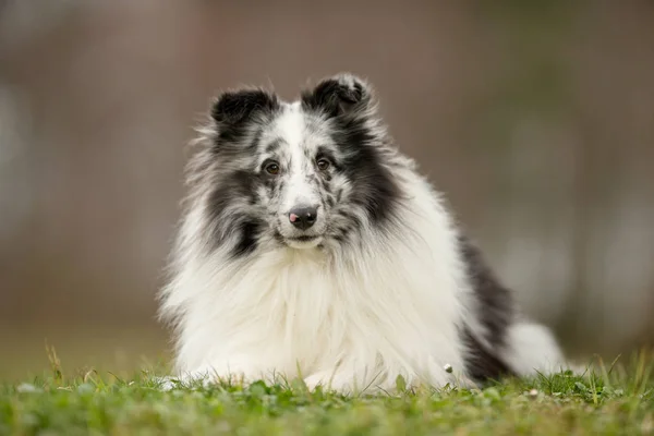 Anjing cantik di luar. — Stok Foto