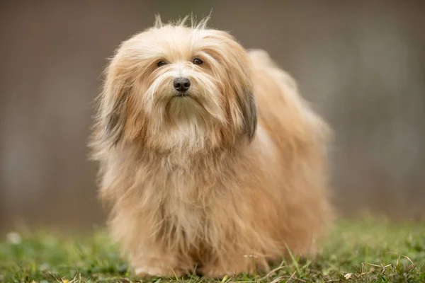 Dwuchromian młody pies — Zdjęcie stockowe