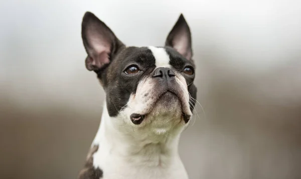 Boston Terrier cane — Foto Stock