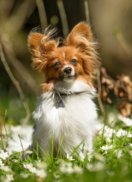 Terrier hond in het voorjaar — Stockfoto
