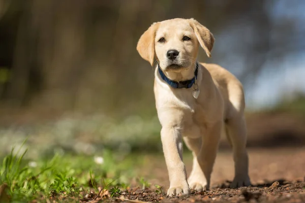 Fiatal labrador Vizsla kutya kölyök — Stock Fotó