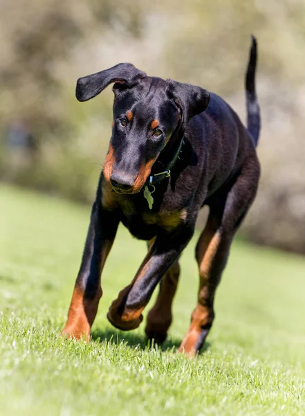 Young dobermann dog — Stock Photo, Image