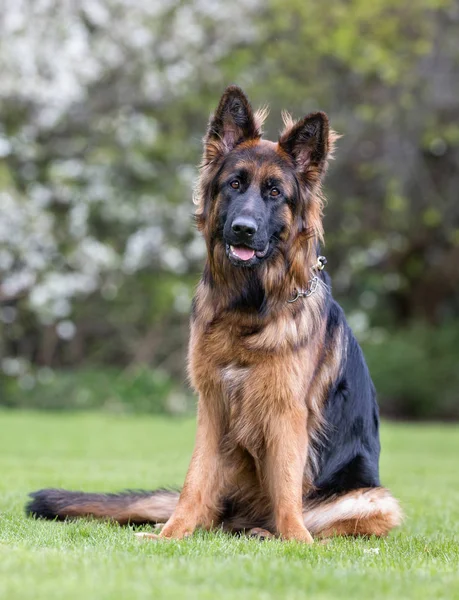 Cão pastor alemão — Fotografia de Stock