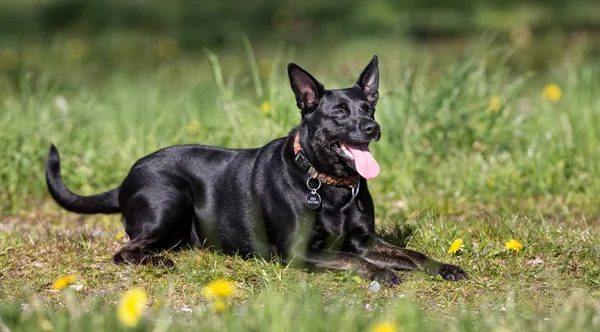 Bonito cão ao ar livre — Fotografia de Stock