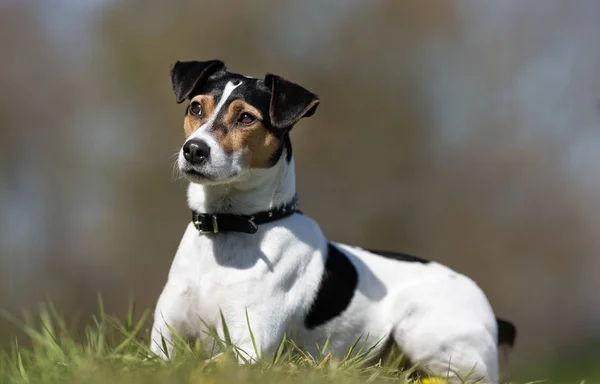 Dinamarquês sueco cão de fazenda — Fotografia de Stock
