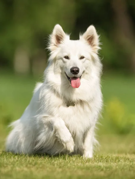 Perro en la naturaleza — Foto de Stock