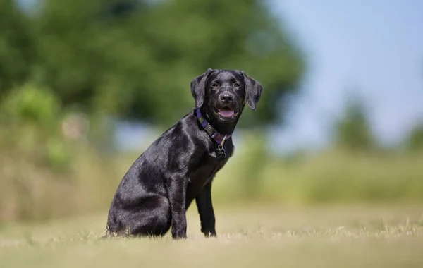 Labradorský retrívr pes — Stock fotografie