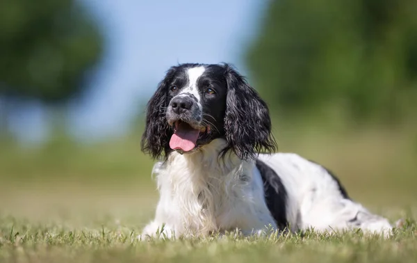 Flot hund udendørs - Stock-foto